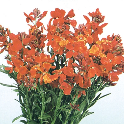 Picture of Wallflower  Fire King - Brilliant orange