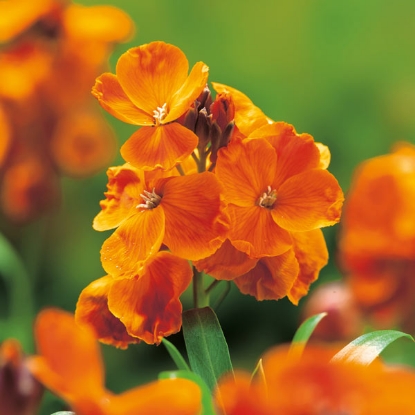 Picture of Wallflower  Orange Bedder - Bright orange