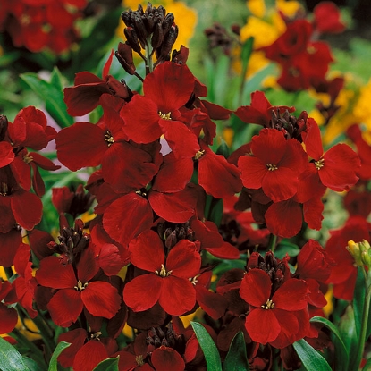 Picture of Wallflower  Vulcan - Deep crimson