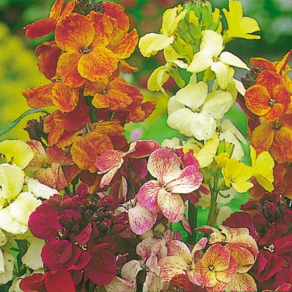 Picture of Wallflower  Fair Lady Mixed