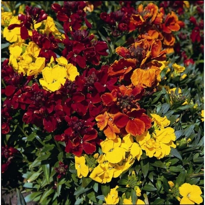 Picture of Wallflower  Tom Thumb Mixed