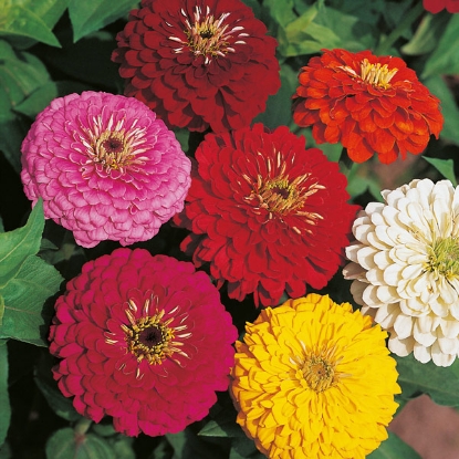 Picture of Zinnia  Dahlia Flowered