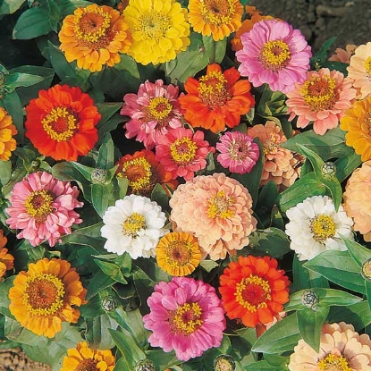 Picture of Zinnia  Thumbelina