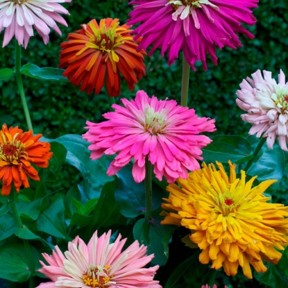 Picture of Zinnia  Cactus Flowered Mixed