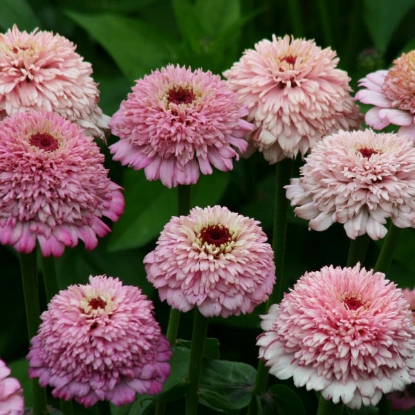 Picture of Zinnia  Zinderella Lilac