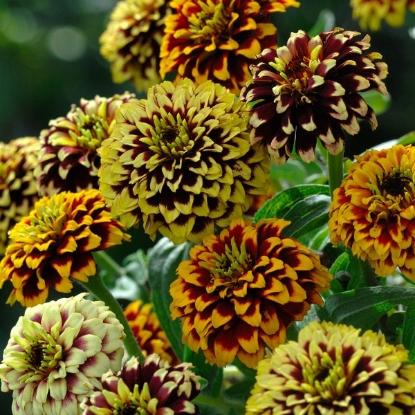 Picture of Zinnia  Haageana Jazzy Mixture