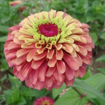 Picture of Zinnia  Queen Lime Red