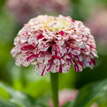 Picture of SALE - Zinnia  Pop Art White & Red