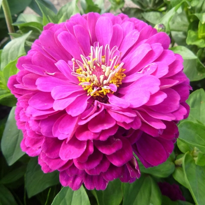 Picture of Zinnia  Purple Prince