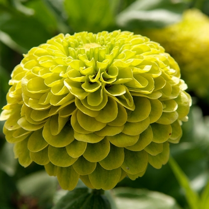 Picture of Zinnia  Envy