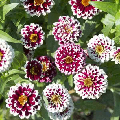 Picture of Zinnia haageana  Jazzy Red