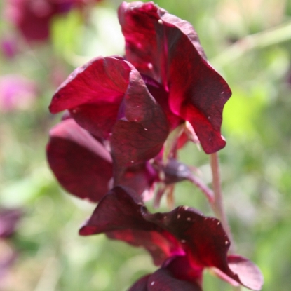 Picture of Sweet Pea  Beaujolais