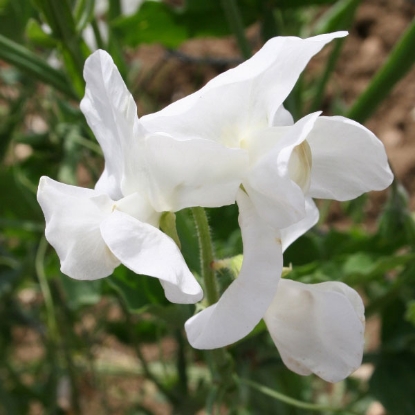 Picture of Sweet Pea  White Ensign