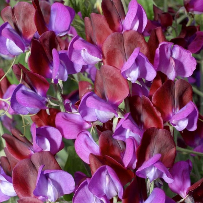 Picture of Sweet Pea  Matucana (Lathyrus)