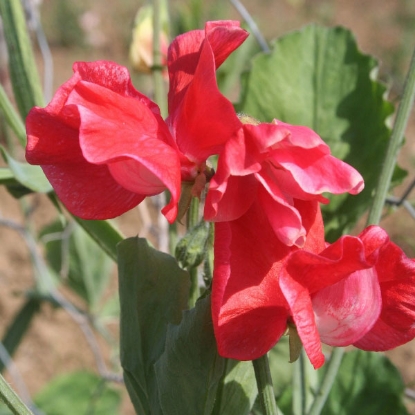 Picture of Sweet Pea  Red Ace