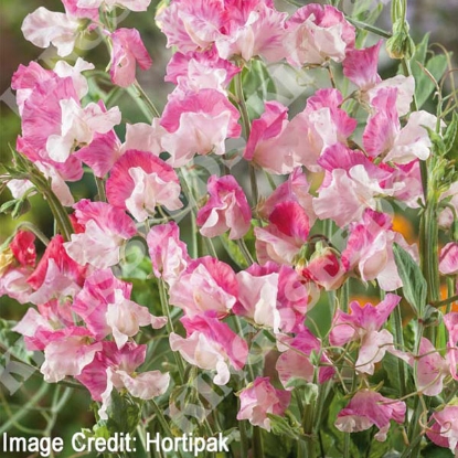 Picture of Sweet Pea Promise