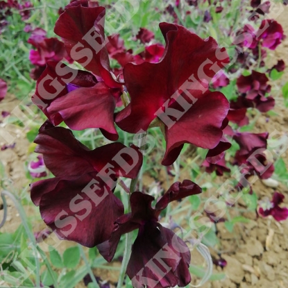 Picture of Sweet Pea Seabrooks Fantasia