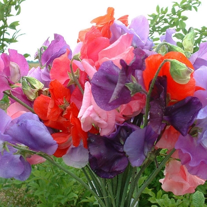 Picture of Sweet Pea  Bouquet Mixed