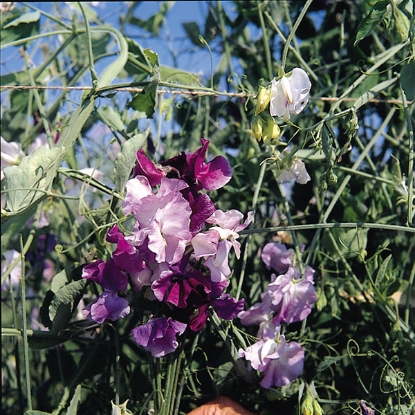 Picture of Sweet Pea  Great Expectations