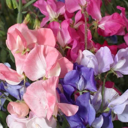 Picture of Sweet Pea  Mammoth Mixed