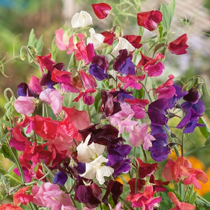 Picture of Sweet Pea  Old Fashioned