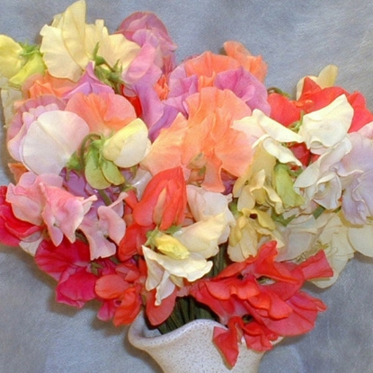 Picture of Sweet Pea  Pastel Shades (Exclusive to EWK)