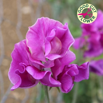 Picture of SALE - Sweet Pea  Eclipse