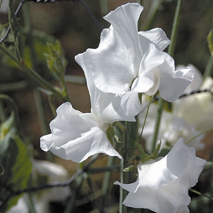 Picture of Sweet Pea White Frills