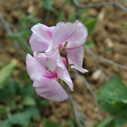 Picture of Sweet Pea Alan Roberts