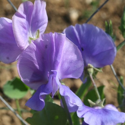 Picture of SALE - Sweet Pea Oxford Blue Seeds