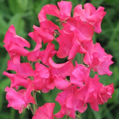 Picture of SALE - Sweet Pea Mumsie Seeds