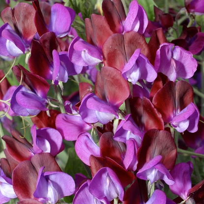 Picture of Sweet Pea  Cupani