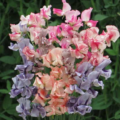 Picture of Sweet Pea  Mixed Stripes