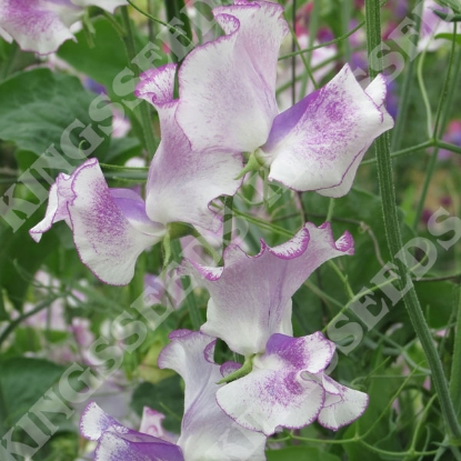 Picture of Sweet Pea Lady Nicholson Seeds