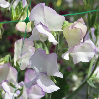 Picture of Sweet Pea  Albutt Blue