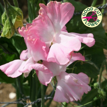 Picture of Sweet Pea  Pink Panther