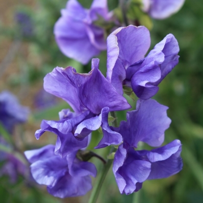 Picture of Sweet Pea  Blue Danube