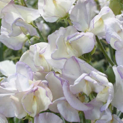 Picture of Sweet Pea  Kings High Scent