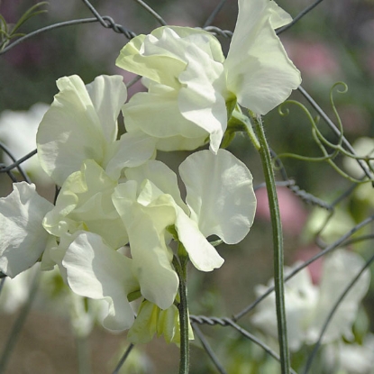 Picture of Sweet Pea  Kippen Cream