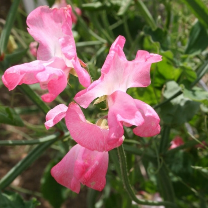 Picture of Sweet Pea  Mrs R Bolton