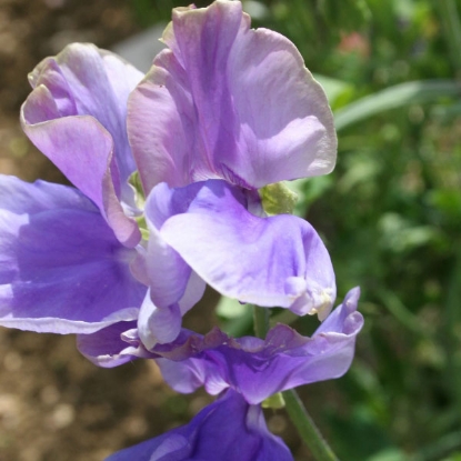 Picture of Sweet Pea  Noel Sutton GOLD MEDAL