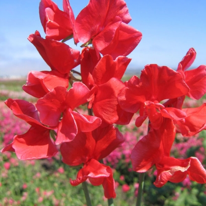 Picture of Sweet Pea  Spencer Red Ensign