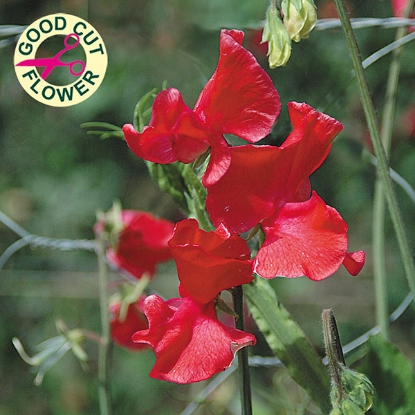 Picture of Sweet Pea  Restormel