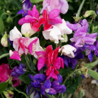 Picture of Sweet Pea  Cupid Mixed