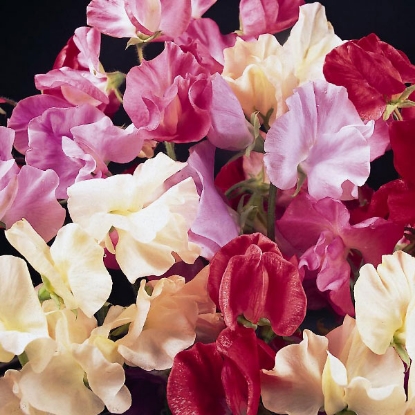 Picture of Sweet Pea  Galaxy Mixed