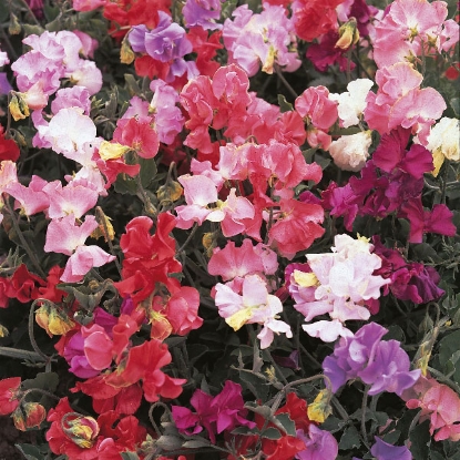 Picture of Sweet Pea  Perfume Delight