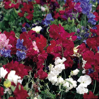 Picture of Sweet Pea Snoopea Mixed - 30 seeds