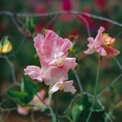 Picture of Sweet Pea  Geranium Pink Improved