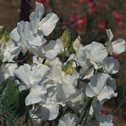 Picture of SALE - Sweet Pea Diamond Jubilee Seeds