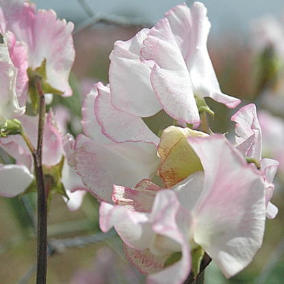 Picture of SALE - Sweet Pea  Cirrus